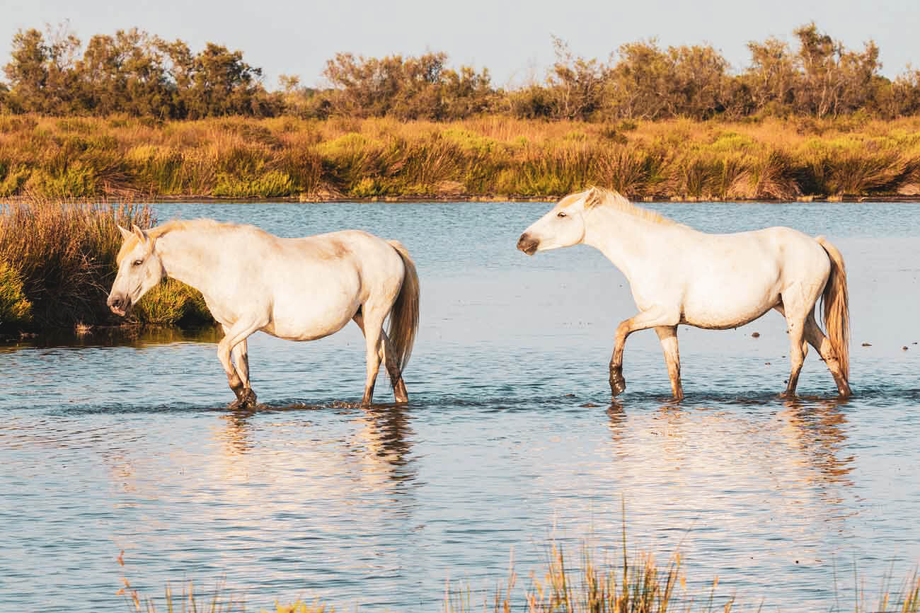 Cavalli bianchi della Camargue nell'acqua