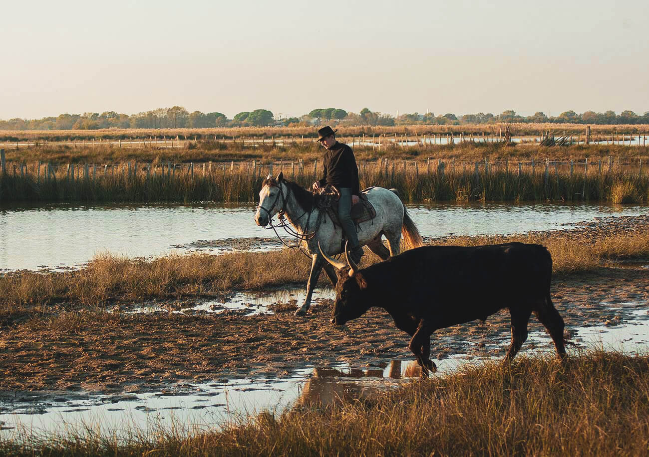 Reiter in der Camargue mit Kuh