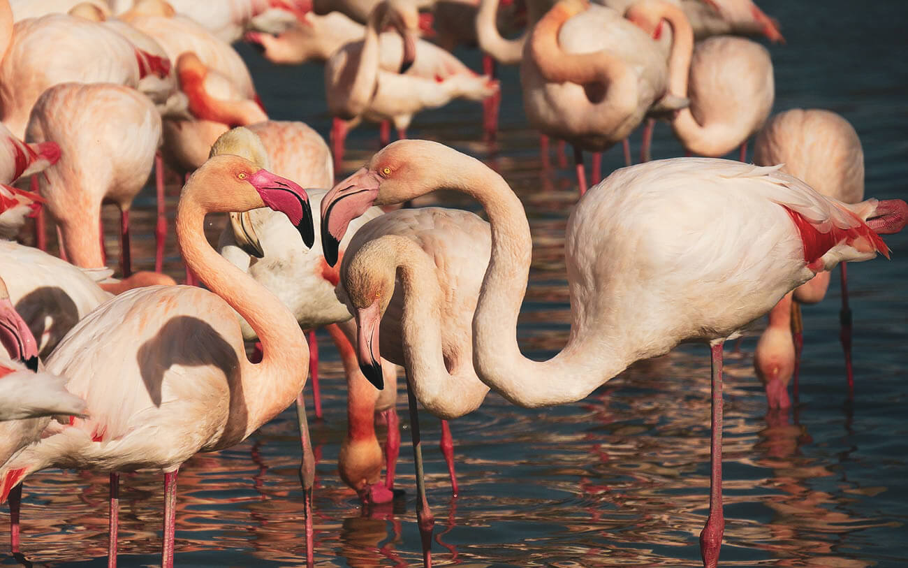 Flamingos im Wasser