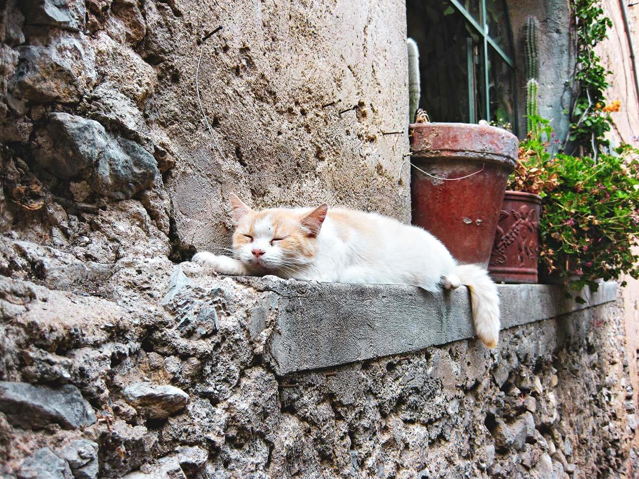 Eine Katze liegt auf einem Mauervorsprung