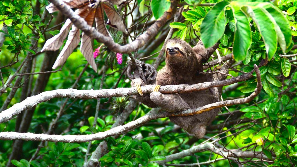 Faultier auf einem Baum im Regenwald