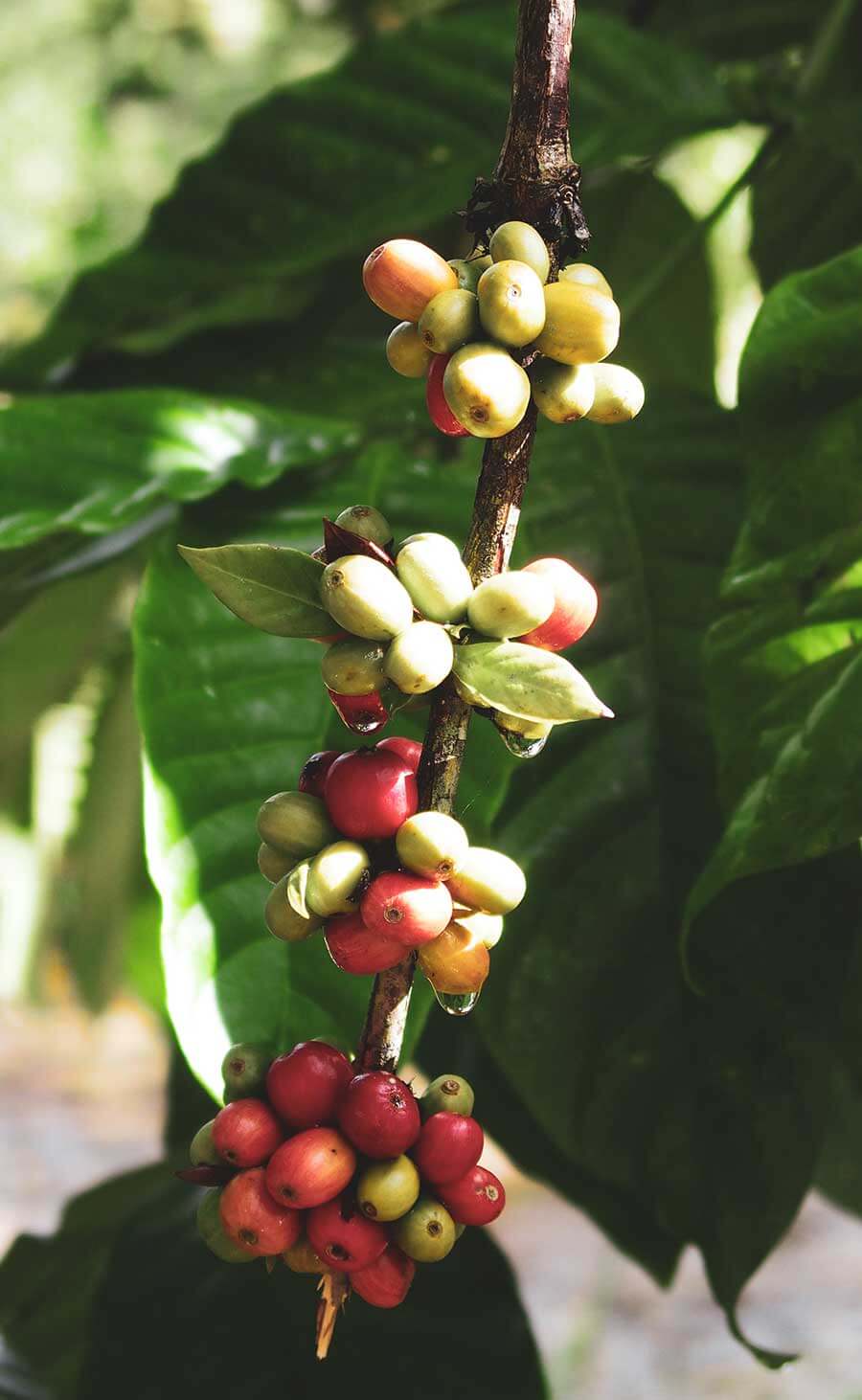 Kaffeekirschen an Baum