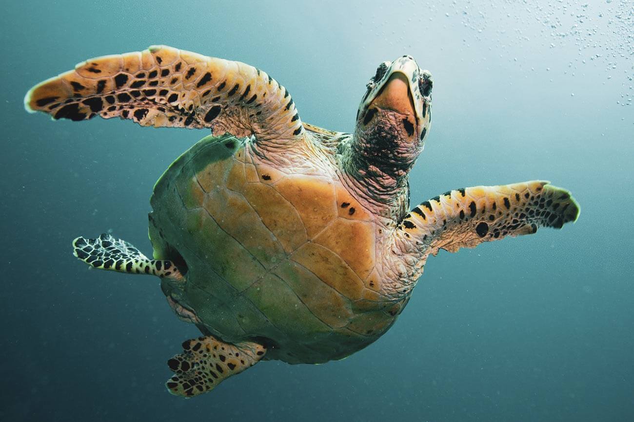 Schildkröte im Wasser vor Costa Rica