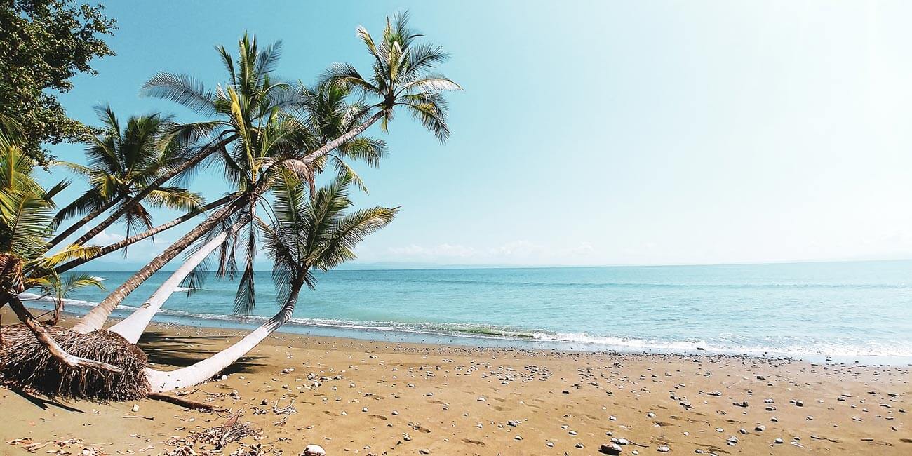 Palmen hängen tief über den Strand