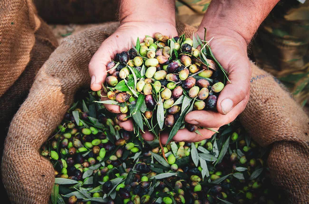 Ein Mann nimmt die Olivenernte in die Hand